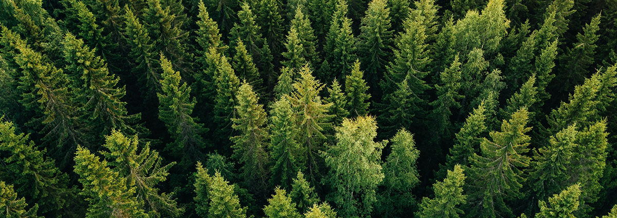 Overhead view of trees.