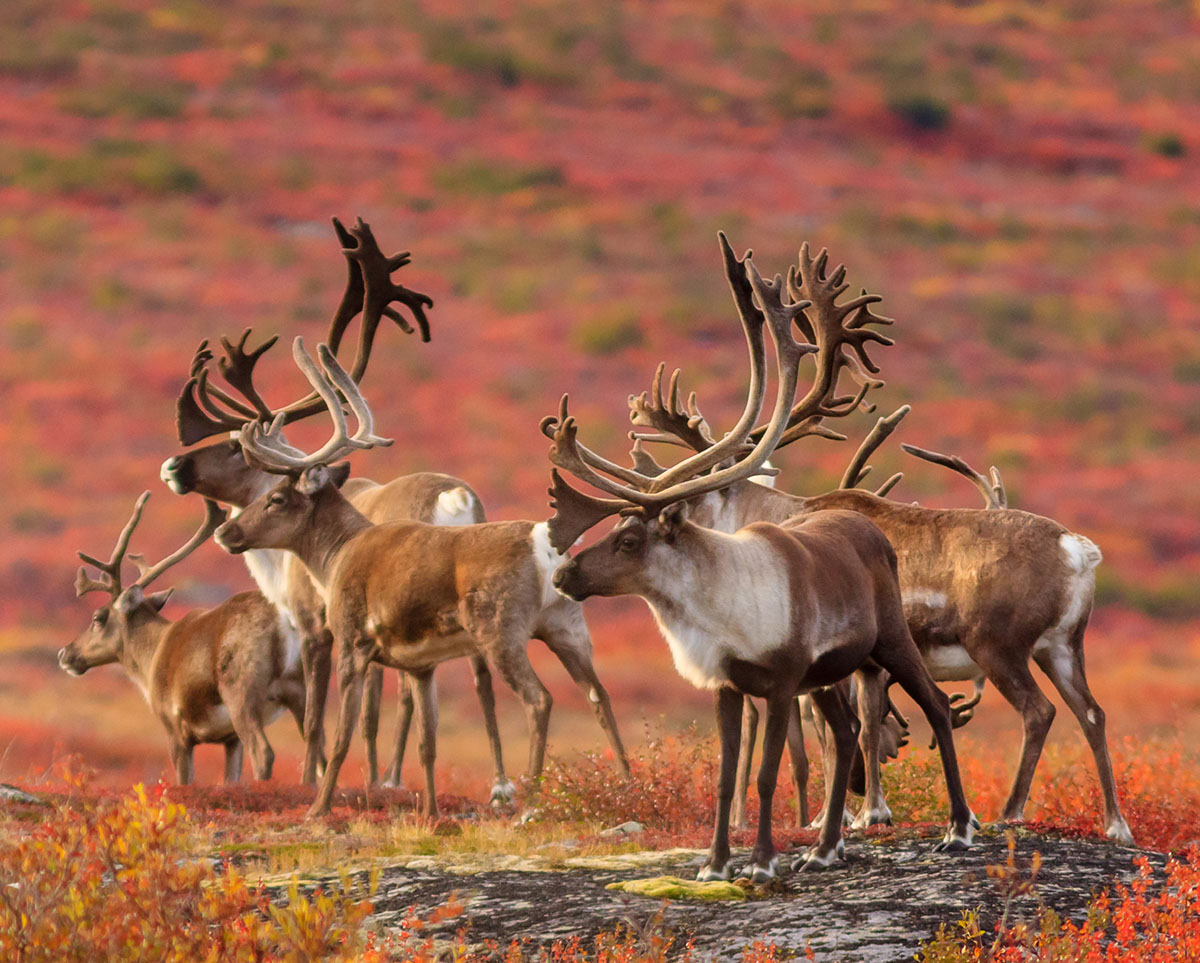 A herd of caribou.